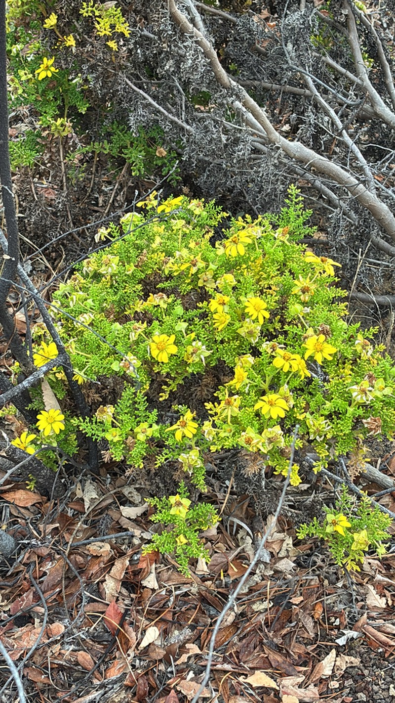 Lecocarpus pinnatifidus photo 4
