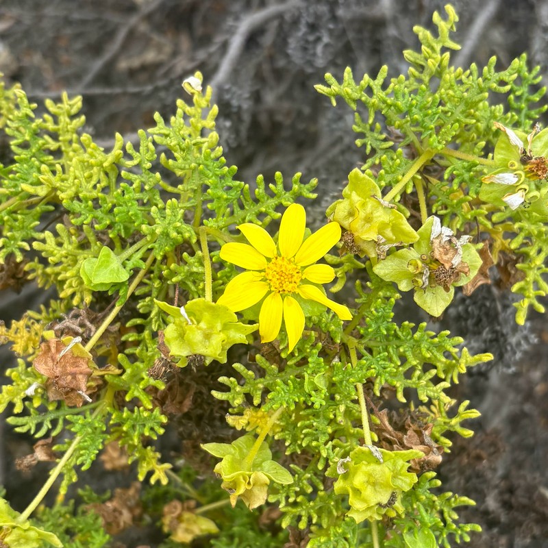 Lecocarpus pinnatifidus photo 5