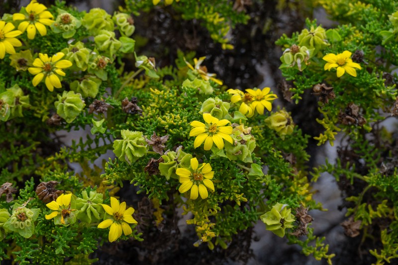 Lecocarpus pinnatifidus photo 6