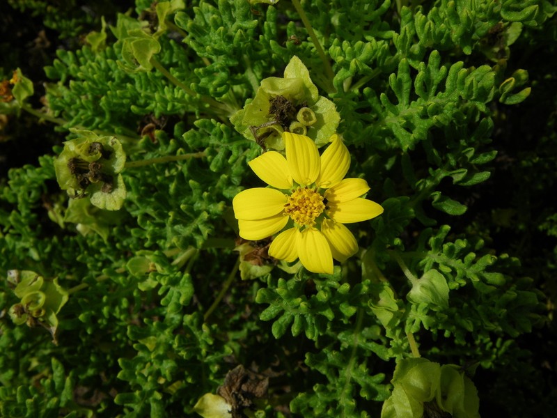 Lecocarpus pinnatifidus photo 7