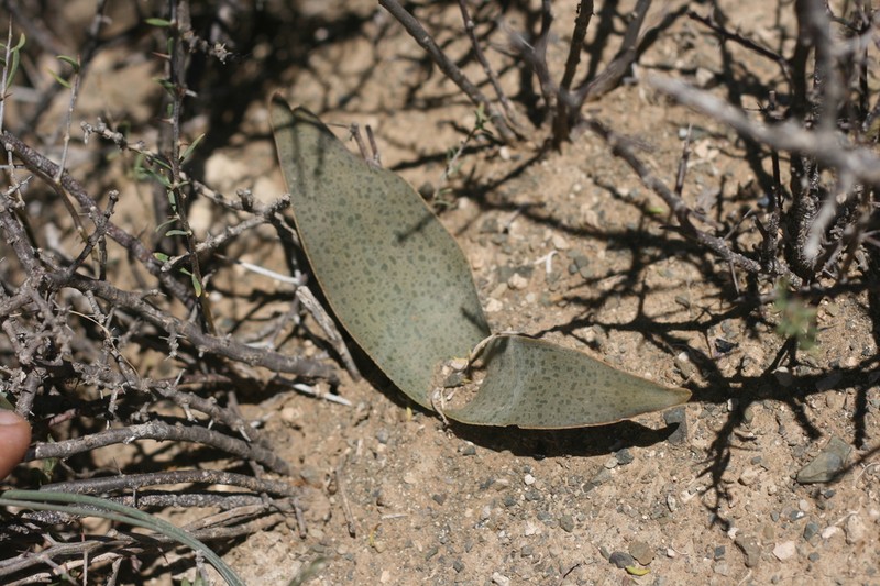 Ledebouria camdebooensis