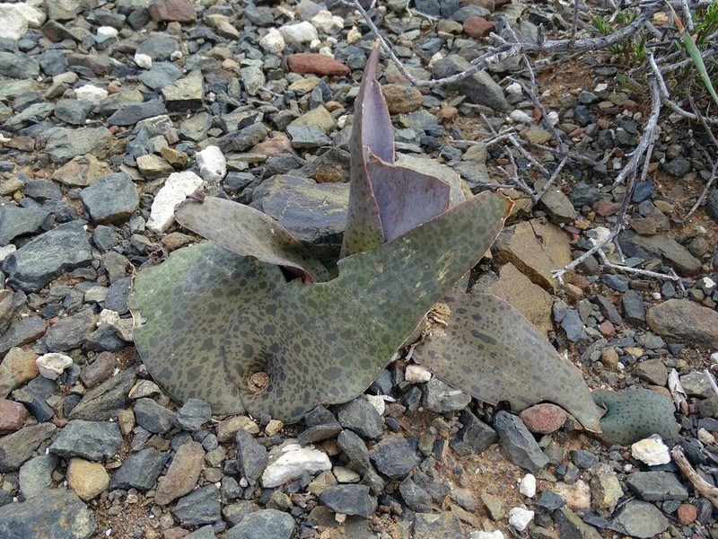 Ledebouria camdebooensis photo 2