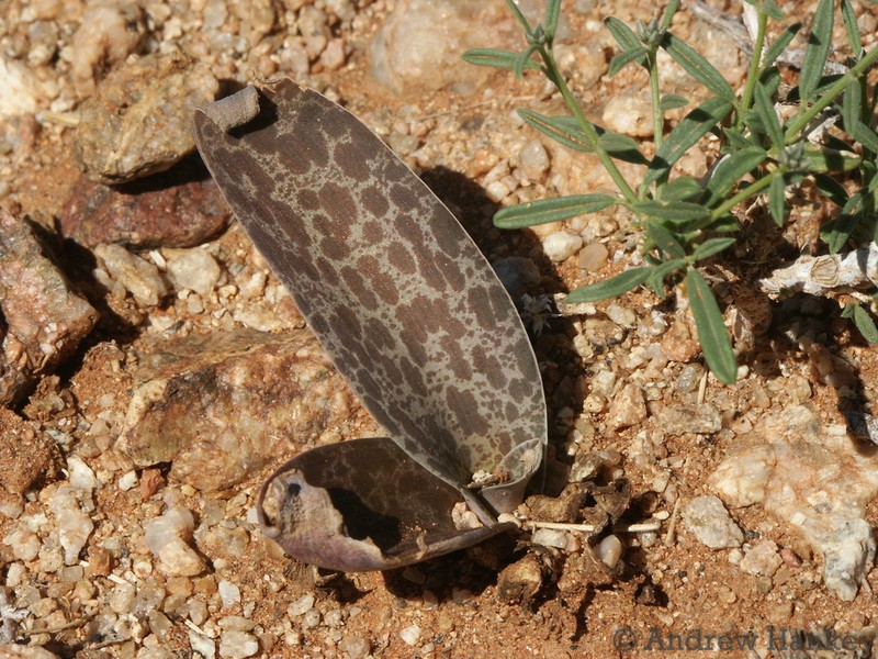 Ledebouria camdebooensis photo 3