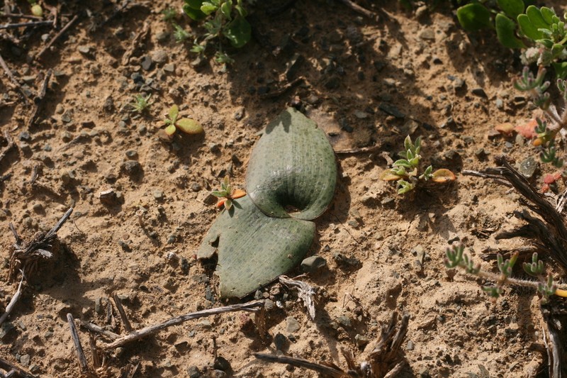 Ledebouria camdebooensis photo 5