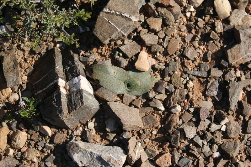 Ledebouria camdebooensis photo 8