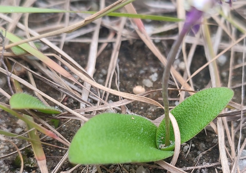 Ledebouria ciliata