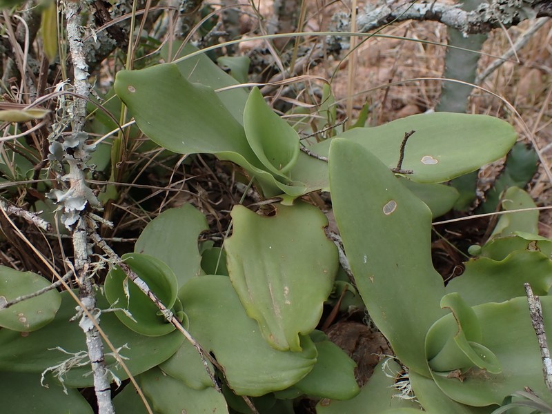 Ledebouria nitida