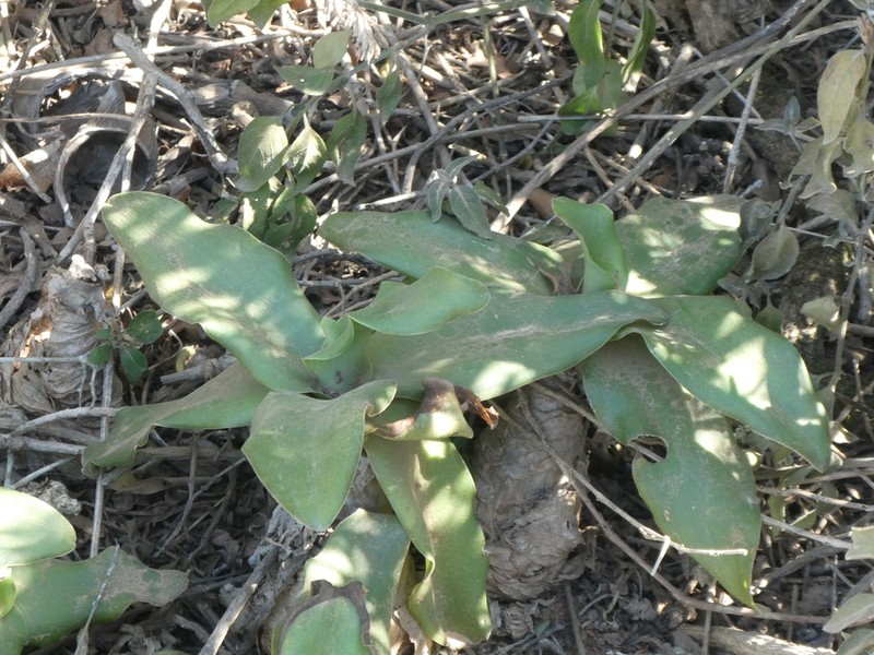 Ledebouria nitida photo 2