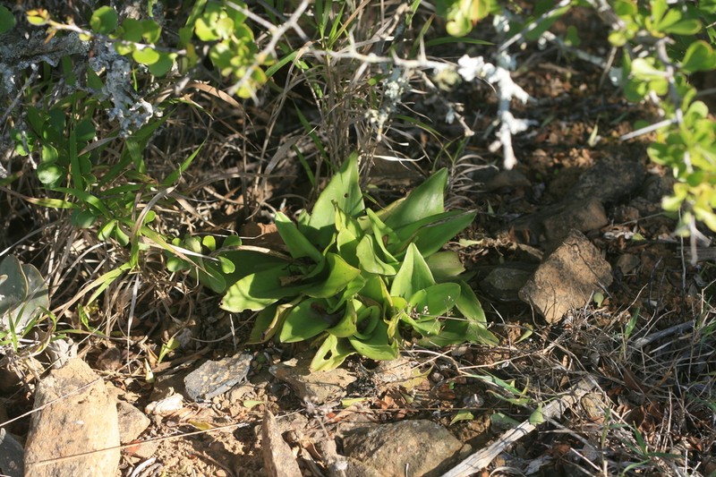 Ledebouria nitida photo 3