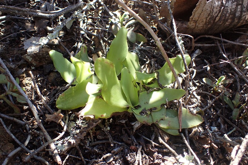 Ledebouria nitida photo 4