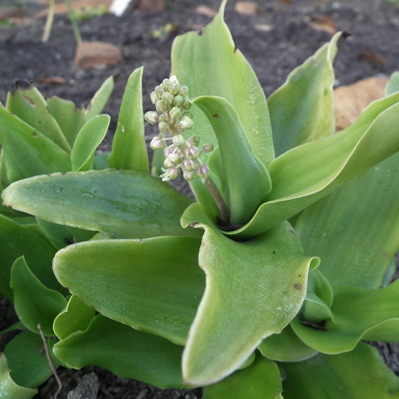 Ledebouria nitida photo 5