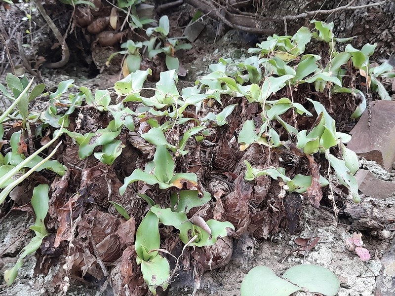 Ledebouria nitida photo 6
