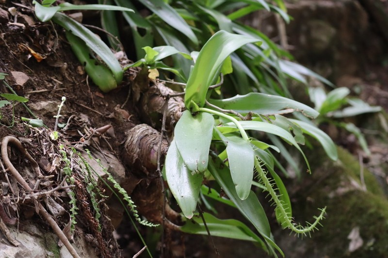 Ledebouria nitida photo 7