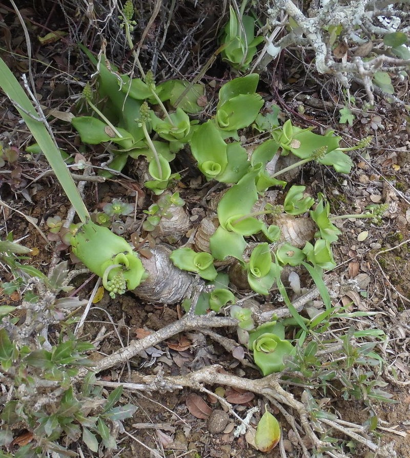 Ledebouria nitida photo 8