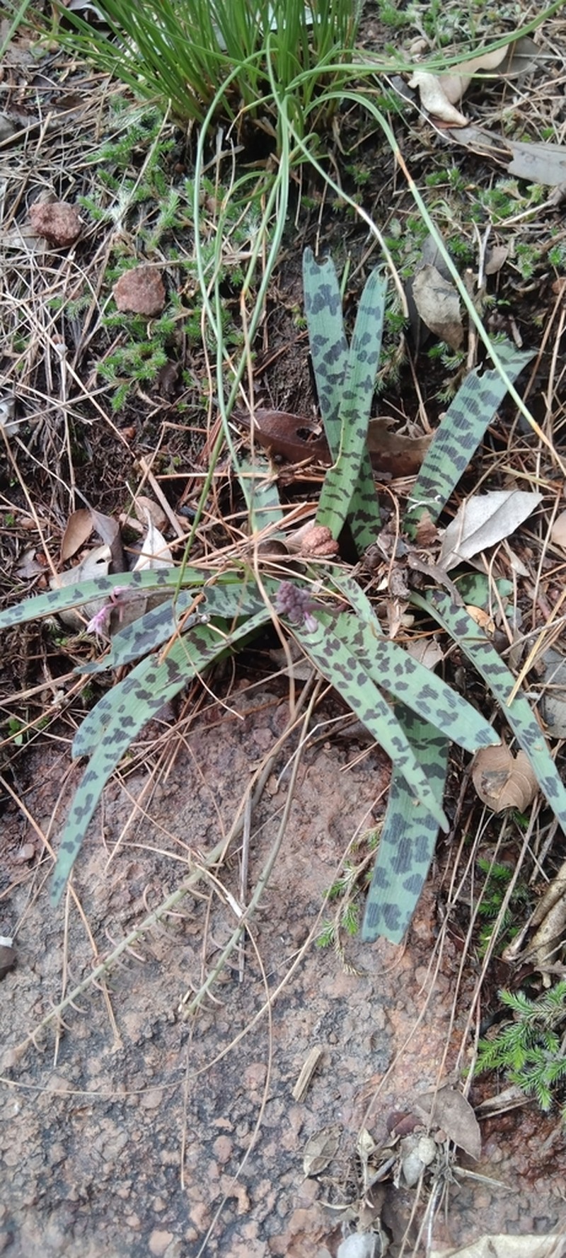 Ledebouria waterbergensis
