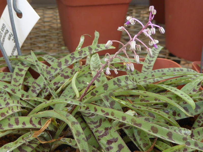 Ledebouria waterbergensis photo 2