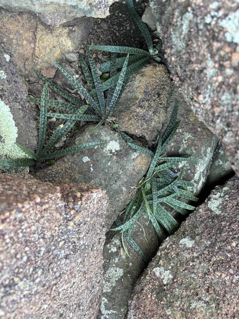 Ledebouria waterbergensis photo 3