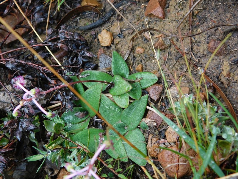Ledebouria weberi