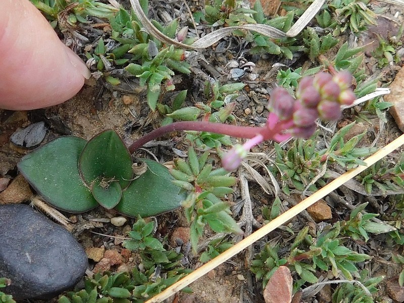 Ledebouria weberi photo 2