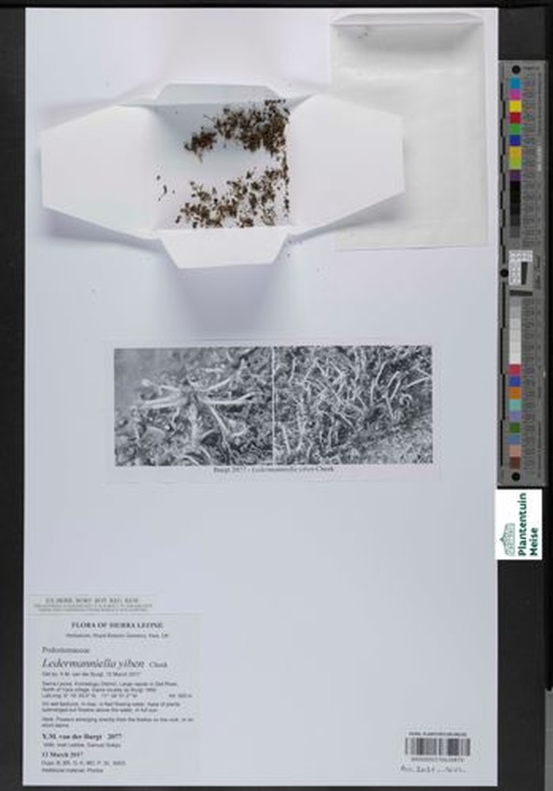 Ledermanniella yiben