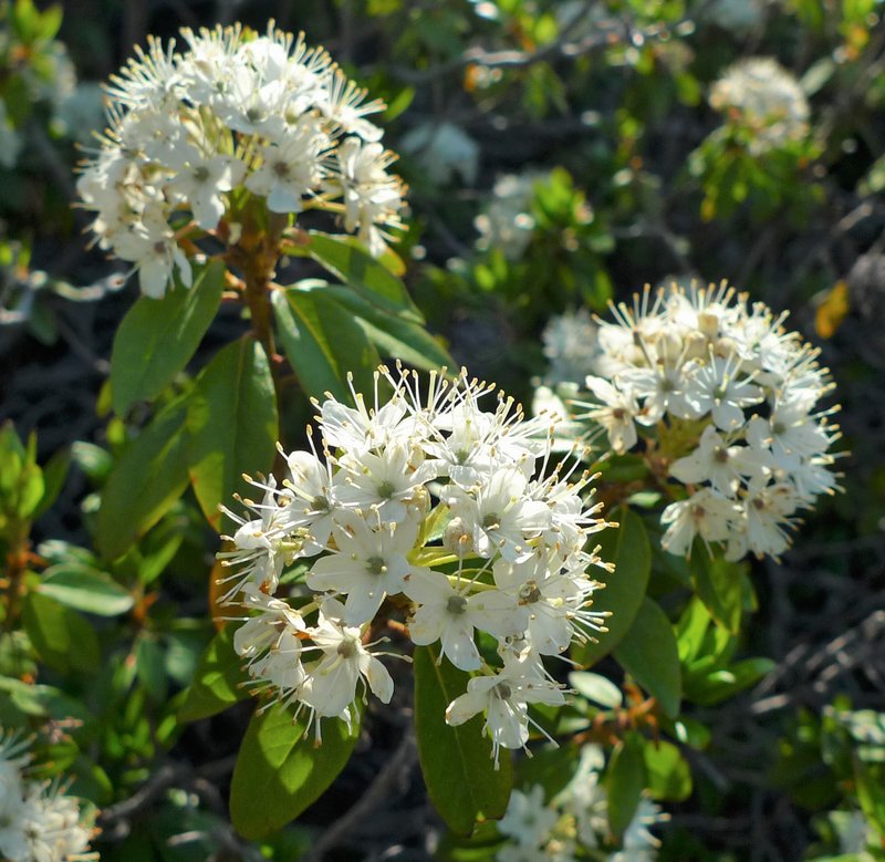 Labrador Tea photo 2