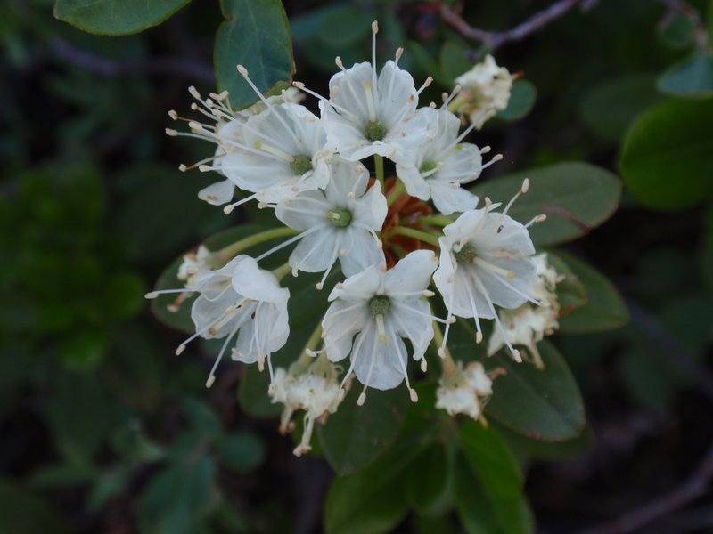 Labrador Tea photo 4
