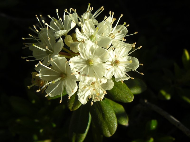 Western Labrador Tea photo 3