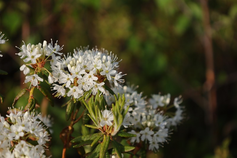 Bog Labrador Tea photo 2