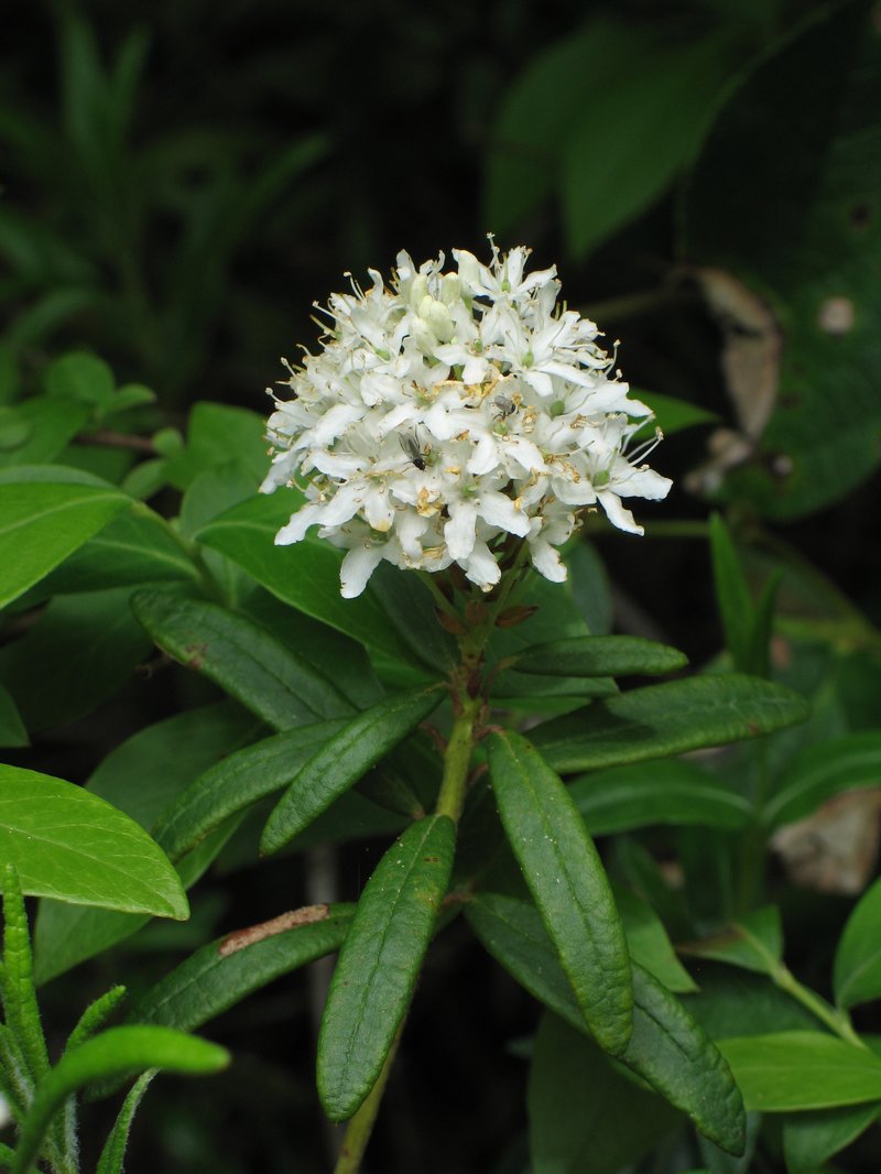 Bog Labrador Tea