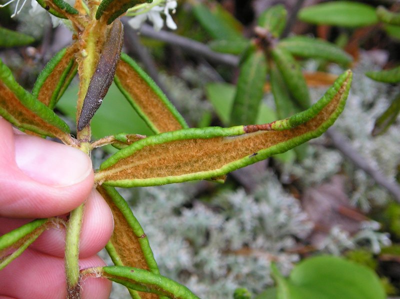 Bog Labrador Tea photo 3