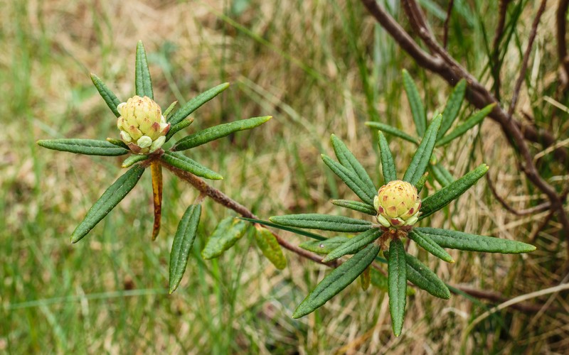 Marsh Labrador Tea photo 2