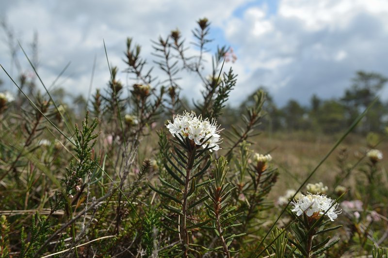 Marsh Labrador Tea photo 3