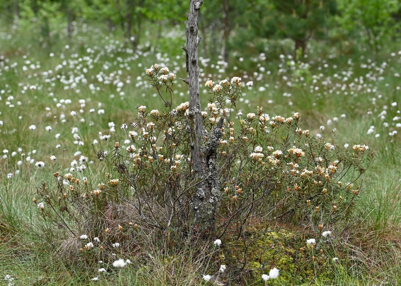Marsh Labrador Tea photo 4
