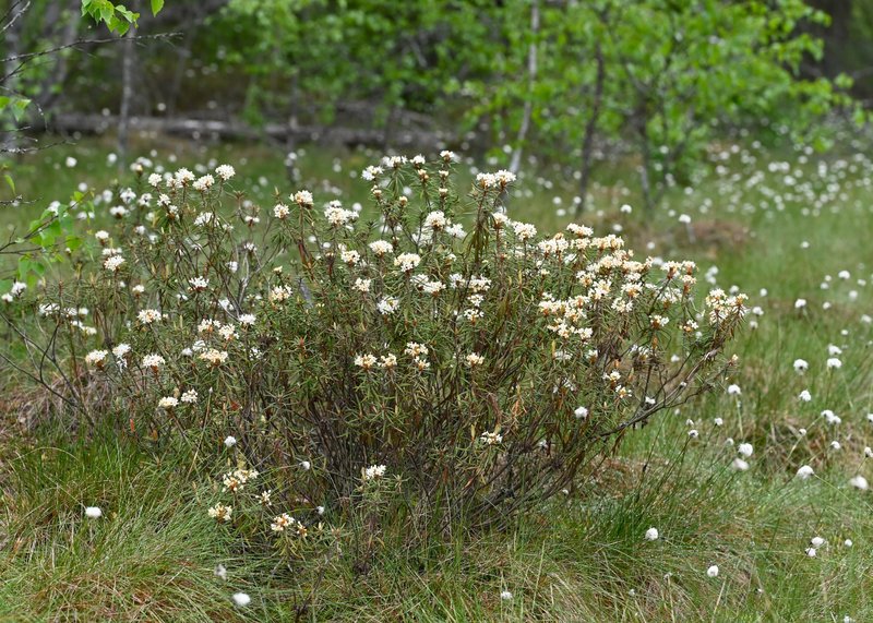 Marsh Labrador Tea photo 5