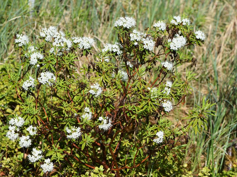 Marsh Labrador Tea photo 6