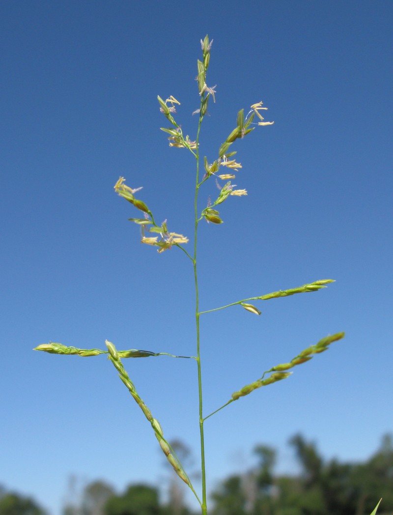 Southern Cutgrass photo 4