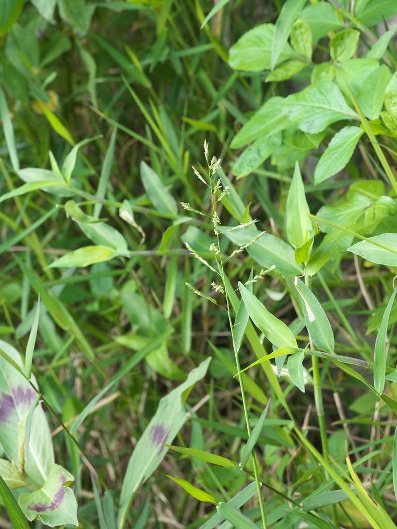Southern Cutgrass photo 2