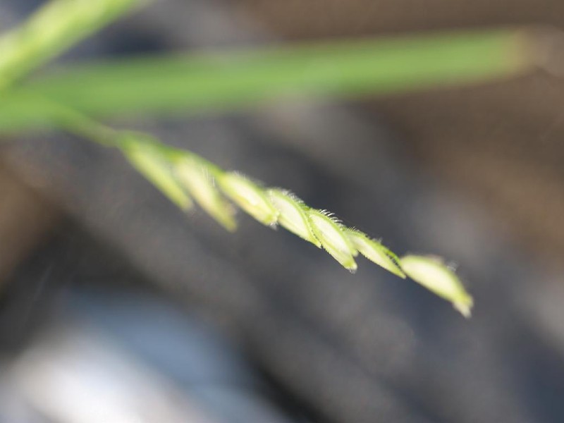Southern Cutgrass photo 3