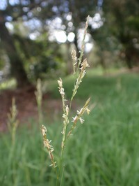 Southern Cutgrass