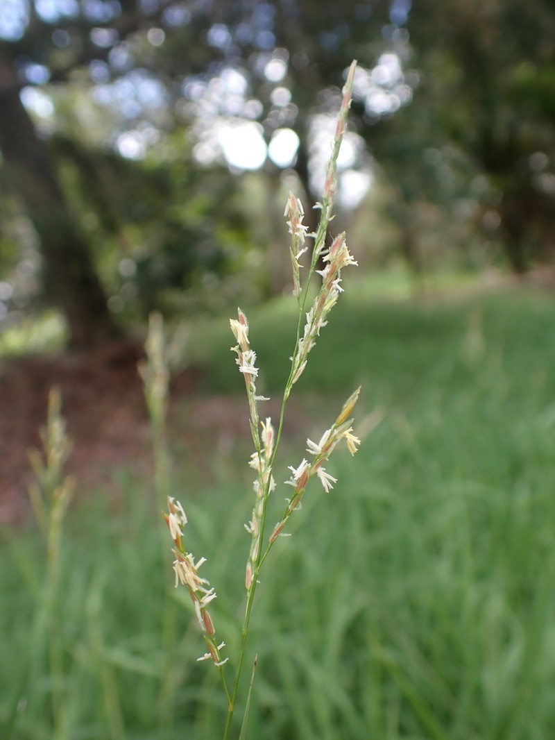Southern Cutgrass