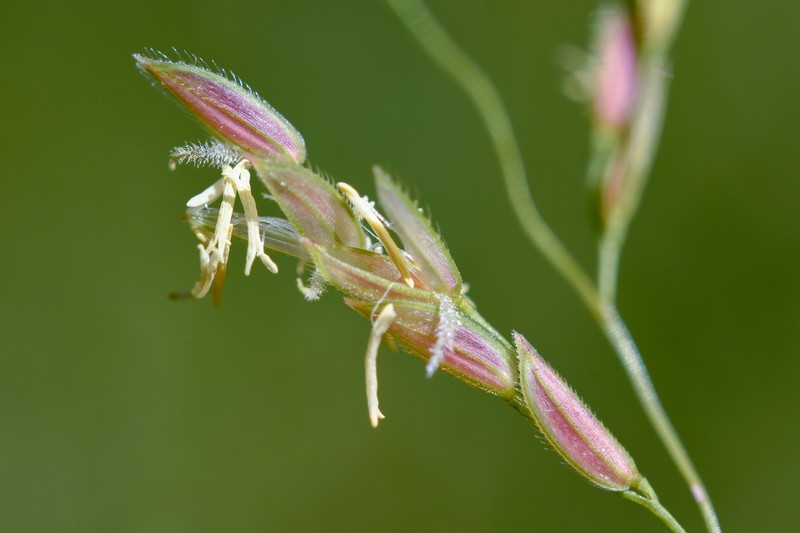 Southern Cutgrass photo 2