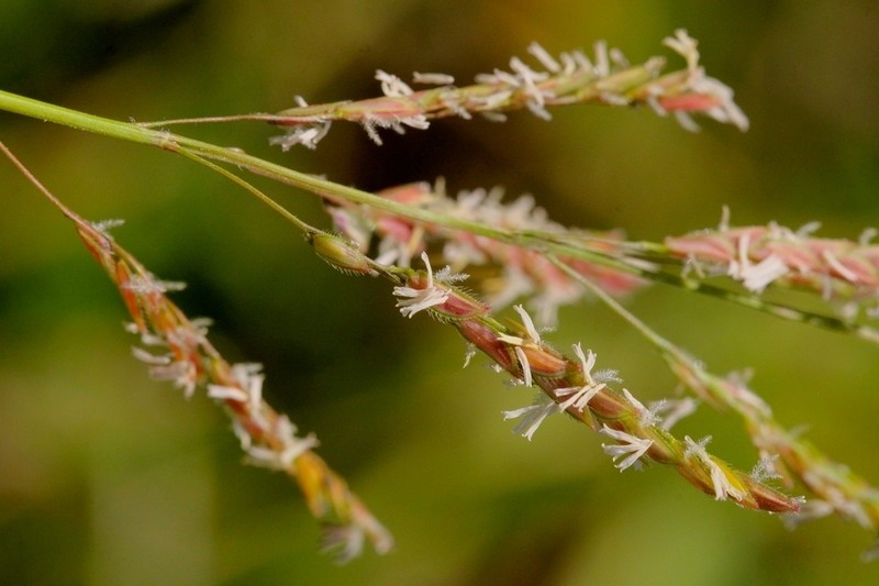 Southern Cutgrass photo 3