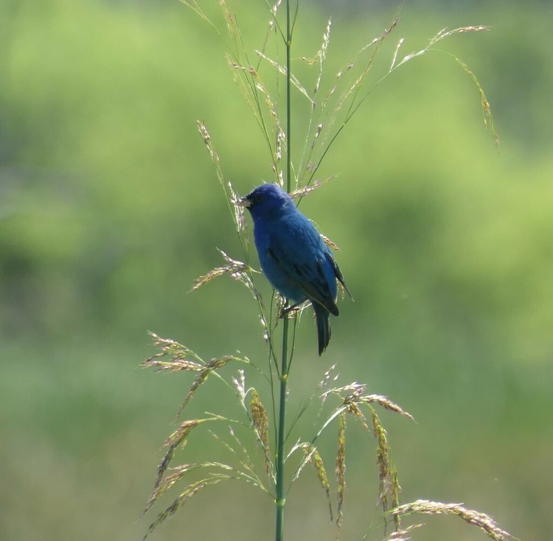 Southern Cutgrass photo 4
