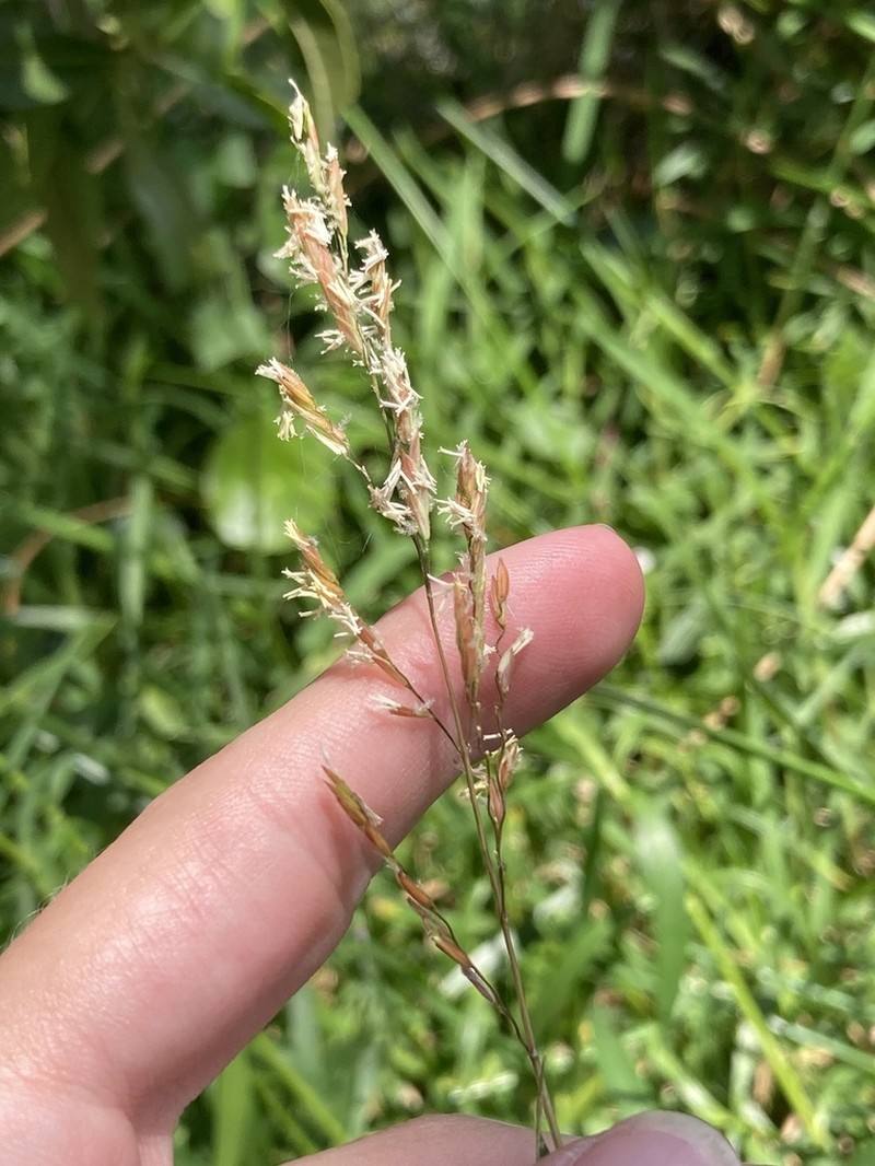 Southern Cutgrass photo 5