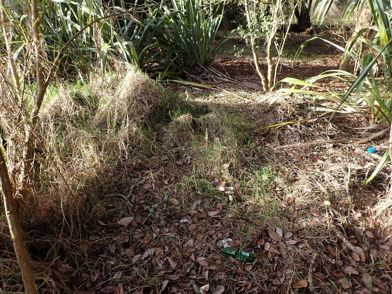 Southern Cutgrass photo 6