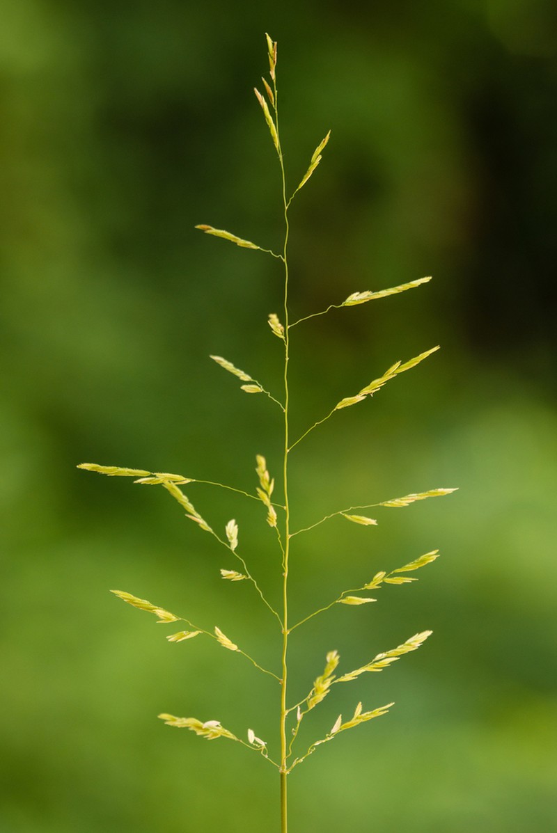 Southern Cutgrass photo 7