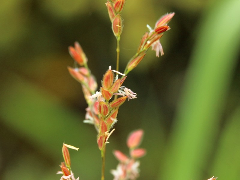 Southern Cutgrass photo 8