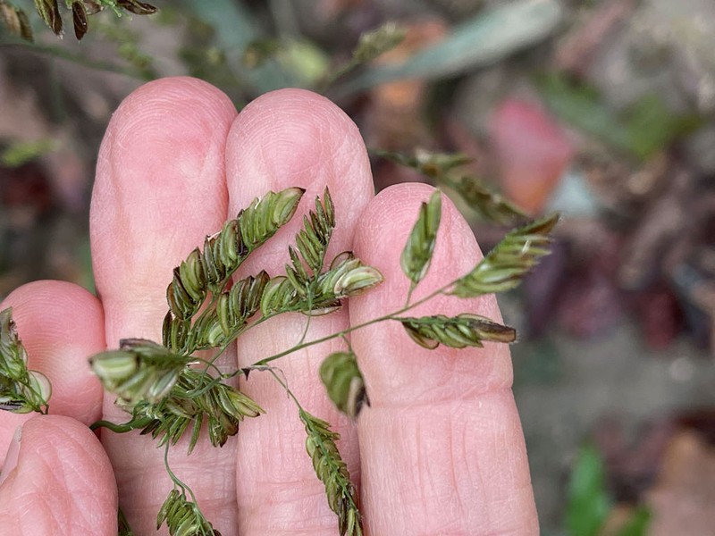 Catchfly Grass