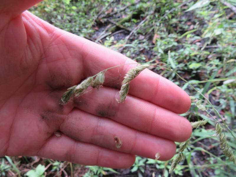 Catchfly Grass photo 2