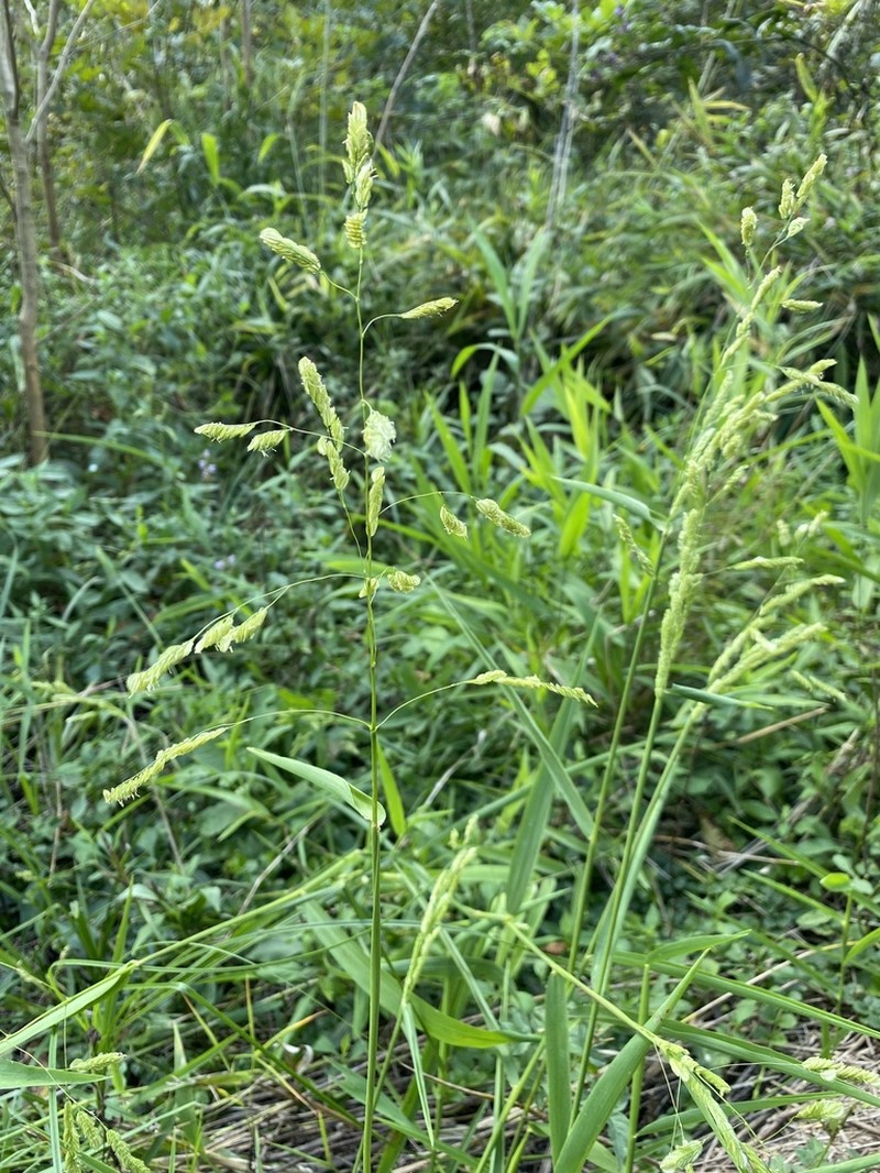 Catchfly Grass photo 3